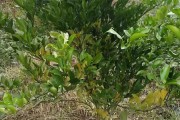 春見柑橘病蟲害防治_春見和沃柑哪個(gè)好吃