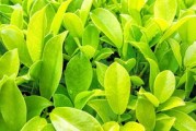 大雅柑橘樹抗寒多少度？耐寒溫度范圍與冬季防護(hù)技術(shù)詳解