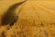 四川耙耙柑一年幾熟？揭秘川南地區(qū)獨(dú)特生長周期與豐收規(guī)律