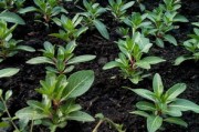 川津5號柑橘有苗嗎？最新種苗供應(yīng)信息及栽培要點解析