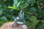 春季柑橘病蟲害防治技術_冬季時該如何管理