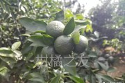 柑橘秋梢的主要病蟲害_蝽類蟲害怎么應對