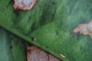 柑橘樹花期病蟲害圖片大全_柑橘花期能用吡唑醚菌酯嗎