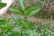 柑橘幼樹十二個月病蟲害_有什么不傷樹的技術(shù)手段讓花脫落