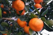 春見柑橘種植技術(shù)套裝_耙耙柑里面有白點(diǎn)是什么