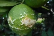 柑橘病蟲害防治技術(shù)講解_有機(jī)中草藥對(duì)防治柑橘潰瘍黃化效果怎樣