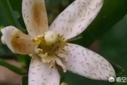 柑橘薊馬是什么病蟲害_聯(lián)苯蟲螨腈可以防治什么對(duì)象