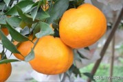 柑橘病蟲害綜合防治方法_除夜蛾外還有哪些害蟲會(huì)導(dǎo)致柑桔腐爛 柑橘病蟲害綜合防治方法_除夜蛾外還有哪些害蟲會(huì)導(dǎo)致柑桔腐爛