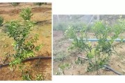 柑橘樹形的種植技術_陽光柑橘大苗如何移栽