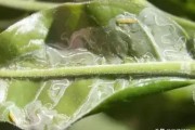 柑橘果實(shí)病蟲害圖譜與用藥_柑橘低溫能打藥嗎