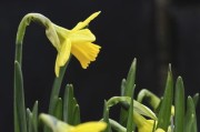 柑橘什么時(shí)候發(fā)芽？掌握春季萌芽時(shí)間與栽培管理要點(diǎn)