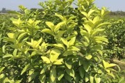 柑橘病蟲害管理書籍推薦_烯酰嗎啉在柑橘上的應用