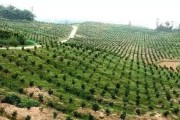 柑橘為什么會(huì)自動(dòng)掉果_9月份橘子開(kāi)始掉葉是怎么回事啊
