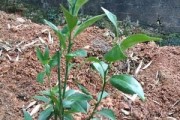 柑橘幼苗種植技術(shù)與管理_桔子樹(shù)嫁接發(fā)芽以后怎么管理