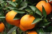 愛莎柑橘種植技術(shù)_愛莎沙糖桔和金秋沙糖桔的區(qū)別