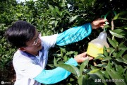洞口柑橘種植技術(shù)_蜜橘主要產(chǎn)地是哪里 洞口柑橘種植技術(shù)_蜜橘主要產(chǎn)地是哪里
