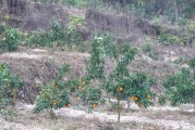 愛(ài)媛果凍橙種植_不同品種的柑橘苗可以一起種植嗎 愛(ài)媛果凍橙種植_不同品種的柑橘苗可以一起種植嗎