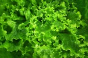柑橘?gòu)姆N子種植后什么時(shí)間結(jié)果？全面解析生長(zhǎng)周期與關(guān)鍵因素