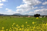 2022年沃柑價格為何下降（2021沃柑暴跌）