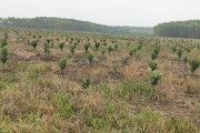 柑橘果苗種植技術(shù)_如何給柑橘樹施肥 柑橘果苗種植技術(shù)_如何給柑橘樹施肥