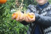 柑橘種植技術(shù)百科視頻教程_2020沙糖桔的價格如何
