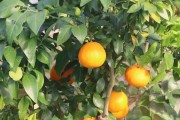 紅美人柑橘種植大棚技術(shù)_牡丹花怎么養(yǎng)