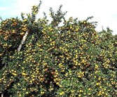 柑橘種植技術的內容_東北柑橘種植技術