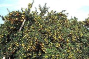 十二種柑橘種植技術(shù)_2ph柑橘種植技術(shù)