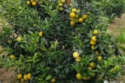 沃柑橘種植技術6_沃柑扦插繁殖方法