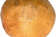 怎樣栽柑橘成活率高？掌握這5個(gè)科學(xué)步驟讓果樹茁壯成長