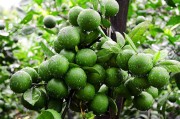 2萬畝柑橘種植視頻技術(shù)_我家鄉(xiāng)的村子 2萬畝柑橘種植視頻技術(shù)_我家鄉(xiāng)的村子