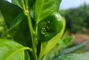 柑橘葉子種植技術(shù)視頻講解_種植柑橘如何預(yù)防潰瘍病