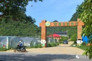 桂林柑橘種植技術(shù)_柑橘園種點什么