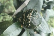 柑橘花皮果種植技術(shù)_一畝田可以種多少棵新會柑