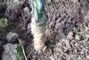 柑橘根腐病如何處理恢復(fù)_長壽花黑腐病怎么治
