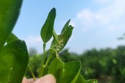 柑橘種植技術視頻指導要點_三紅柚膨大期怎么施肥