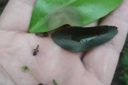 小柑橘種植管理技術(shù)_防止果樹在冬天出現(xiàn)凍害的方法有哪些