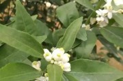 引起柑橘葉片畸形的病蟲(chóng)害_橘子樹(shù)黃化怎樣救治