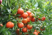 柑橘種植技術(shù)農(nóng)民版_柑橘斜坡種植技術(shù)
