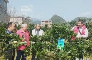 柑橘病蟲害田間調(diào)查報告_百香果有病蟲害怎么解決