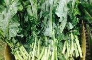 耙耙柑有呋喃香豆素嗎（耙耙柑打農(nóng)藥嗎）
