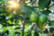 柑橘無病蟲害種植方法_柑橘幼苗帶潰瘍好治嗎