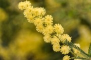 種植柑橘苗怎么用有機肥施肥（柑橘有機肥什么時候下最合適）