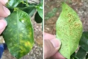 柑橘病蟲(chóng)害防治用藥大全_嘧霉胺對(duì)柑橘病害有什么用途