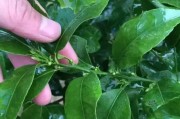 柑橘樹(shù)矮化種植技術(shù)_香橙粘木好嗎 柑橘樹(shù)矮化種植技術(shù)_香橙粘木好嗎