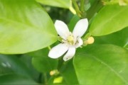 柑橘種植每月技術_如何促進柑橘著色好