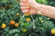 愛(ài)媛果凍橙是嫁接的嗎_38號(hào)果凍橙什么意思 愛(ài)媛果凍橙是嫁接的嗎_38號(hào)果凍橙什么意思