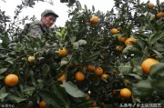 柑橘樹(shù)病蟲(chóng)害12個(gè)月管理_柑橘的現(xiàn)蕾期開(kāi)花前的管理工作