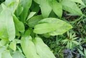 煙草能治柑橘病蟲害嗎_硝酸鉀正確使用方法一 煙草能治柑橘病蟲害嗎_硝酸鉀正確使用方法一