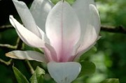 脆蜜金柑幾月份發(fā)新枝（脆蜜金柑的種植技術(shù)）